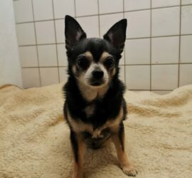 Schwarzer und hellbrauner Chihuahua auf beiger Decke, dahinter gekachelte Wand.