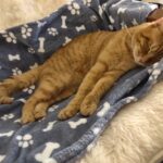 Orange getigerte Katze schläft auf blauer Decke mit Knochenabdrücken.