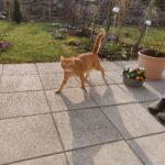 Ingwer-Katze geht auf sonniger Terrasse neben Blumentopf, Garten dahinter.