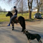 Mädchen mit Helm reitet auf dunklem Pferd; angeleinter Hund in der Nähe auf der Straße.