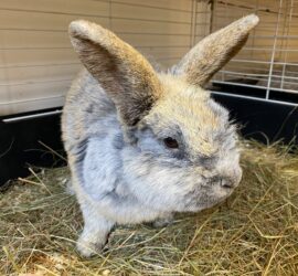 Graues und weißes Kaninchen auf Heu in einem Käfig im Tierheim Siegen.