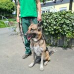 Ein angeleinter Deutscher Schäferhund sitzt auf dem Weg neben einer Person in Grün.