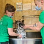 Maskierte Arbeiter baden einen glücklichen Hund in einer Metallwanne im Tierheim Siegen.