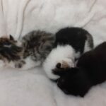 Drei Kätzchen kuscheln zusammen auf einer weichen weißen Decke.