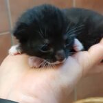 Kleines schwarz-weißes Kätzchen liegt auf einer Hand, Korb dahinter.