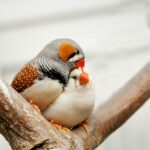 Zwei Finken sitzen dicht beieinander auf einem Ast und kuscheln sich aneinander.