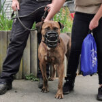 Zwei Personen mit einem braunen Hund mit Schnauze an der Leine; blaue Tasche in der Hand.