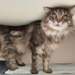 Flauschige grau getigerte Katze mit gelben Augen auf einem gestreiften Handtuch, die nach oben schaut.