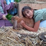 Mädchen umarmt braunes Kaninchen; andere Kinder füttern es mit Grünzeug im Stall.
