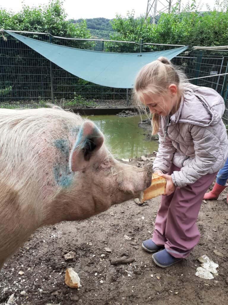 Bauernhofwoche - leider bereits ausgebucht!