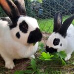 Zwei schwarz-weiße Kaninchen fressen draußen im Tierheim Siegen grüne Blätter.