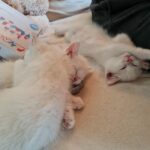 Drei weiße Kätzchen schlafen zusammen in der Nähe eines Menschen und eines Plüschtiers.