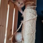 Zwei weiße Kätzchen am Kratzbaum des Tierheims Siegen, eines guckt oben und eines ist unten teilweise sichtbar.