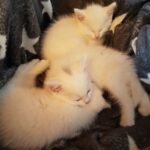 Drei weiße Kätzchen auf einer Sternendecke; zwei schlafen, eines ist wach.