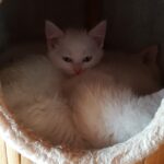 Zwei weiße Kätzchen, die zusammen in einem gemütlichen Katzenhaus kuscheln.