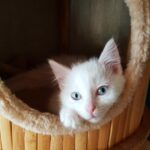 Weißes Kätzchen mit blauen Augen in einem runden Holzbett im Tierheim Siegen.