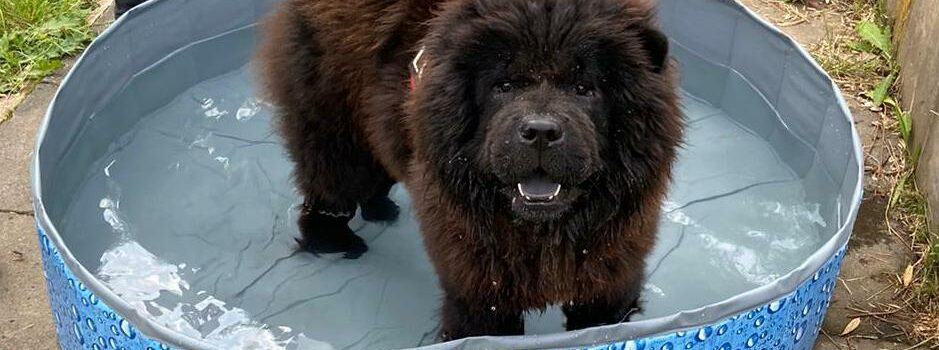 Ein flauschiger schwarzer Hund steht draußen in einem kleinen blauen Kinderbecken.