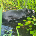 Schwarze Katze in einem Teich zwischen grünen Pflanzen und gelben Blumen.
