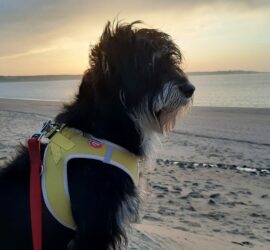 Schwarzer Hund in gelbem Geschirr sitzt bei Sonnenuntergang am Strand, Tierheim Siegen.