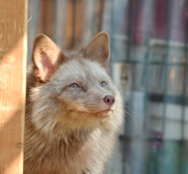 ein Wolfshund