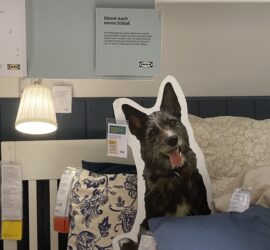 Bett mit gemusterten Kissen, blauem Kissen und Hundeausschnitt unter einer Lampe.