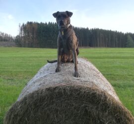 Brauner Hund auf einem Heuballen in einem grasbewachsenen Feld im Tierheim Siegen.