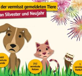 Trauriger Hund, Katze, Frettchen mit ID-Marken; Feuerwerk, deutscher Text.