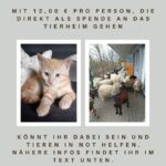 Orange Katze links, Schafe & Ziegen rechts vor Gebäude; Spendenaufruf für Tierheim Siegen.