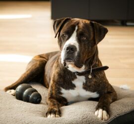 Gestromter Hund mit weißer Brust auf grauem Bett, schwarzes Kauspielzeug in der Nähe.