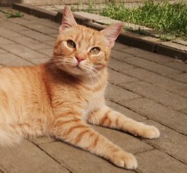 Orange getigerte Katze auf einem Weg, nach oben blickend; dahinter Gras und Mauer.