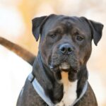 Schwarzer und brauner Hund im Geschirr starrt in die Kamera, unscharfer Hintergrund.