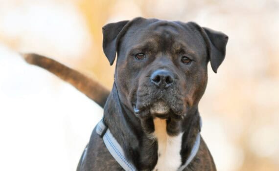 Brauner Hund mit weißer Brust und blauem Halsband vor unscharfem Hintergrund.