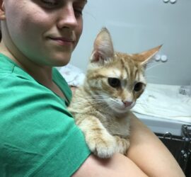 Person in grünem Hemd hält orange gestromte Katze im Tierheim Siegen.