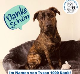 Gestromter Hund auf dem Bett mit "Dankeschön"- und Tyson-Dankestext.