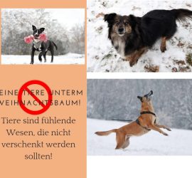 Drei Hunde im verschneiten Tierheim Siegen, deutsche Warnung: keine Haustiere als Geschenk.