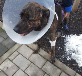 Gestromter Hund mit Kegel und Beinverband neben einer Person auf einem Weg.