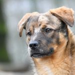 Braun-schwarzer Hund mit Schlappohren, draußen am Tierheim Siegen.