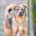 Brauner und hellbrauner Hund mit aufrechten Ohren steht draußen neben einer Person.