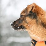 Deutscher Schäferhund in orangefarbenem Geschirr mit Schnee auf der Nase.