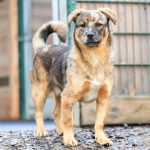 Ein Mischlingshund, der an einem Holzzaun im Tierheim Siegen auf Blätter lauert.