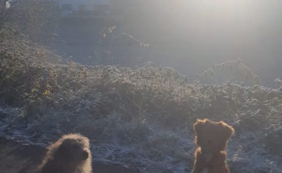 Zwei Hunde auf einem frostigen Weg bei Sonnenaufgang, dahinter Kran und Gebäude.