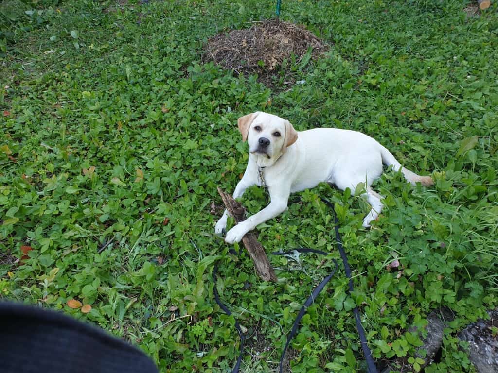 Labrador Retriever Vasco