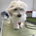 Flauschiger weißer Hund auf dem Tierarzttisch, der traurig nach unten schaut.