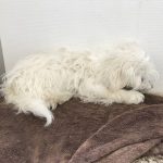 Kleiner weißer Hund, der sich auf einer braunen Decke an einer weißen Wand zusammengerollt hat.