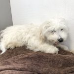 Kleiner flauschiger weißer Hund auf brauner Decke, weiße strukturierte Wand.