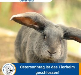 Grauer Hase im Freien; Hinweis auf die Schließung des Tierheims Siegen zu Ostern im Bild.