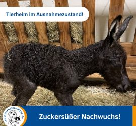 Neugeborener schwarzer Esel auf Stroh in einem Holzstall im Tierheim Siegen.