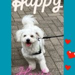 Weißer flauschiger Hund an der Leine, Text Happy & Heute, rote Herzen.