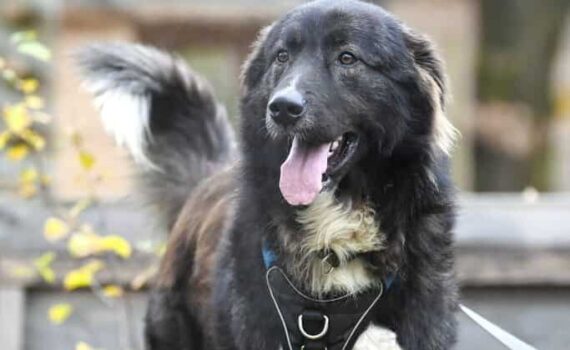 Odin - Rhodesian Ridgeback - Bild 5