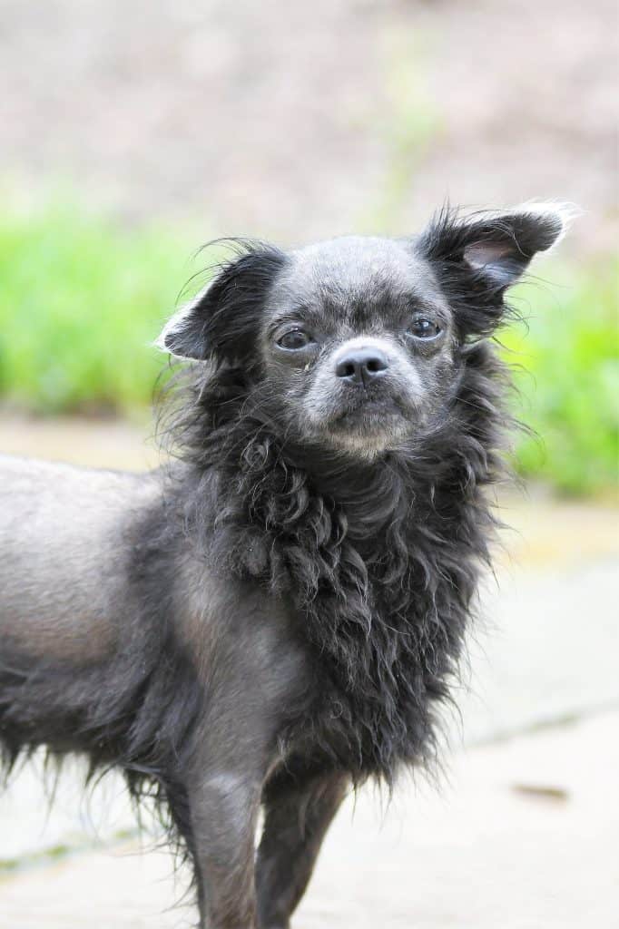 Löwchen, Chinesischer Schopfhund Jogy